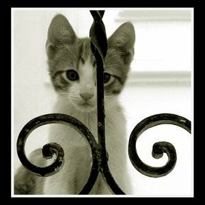 minou minou